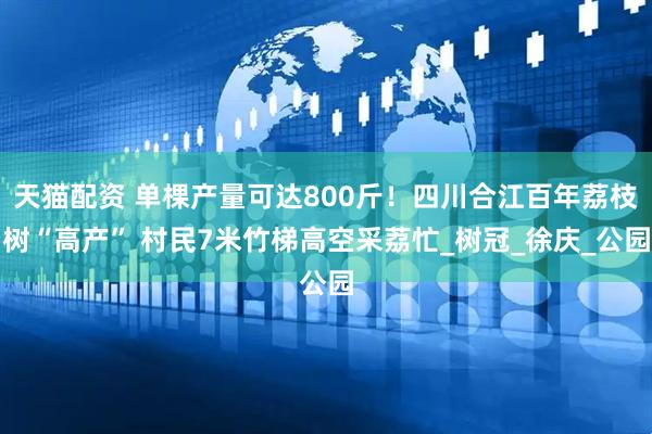 天猫配资 单棵产量可达800斤！四川合江百年荔枝树“高产” 村民7米竹梯高空采荔忙_树冠_徐庆_公园